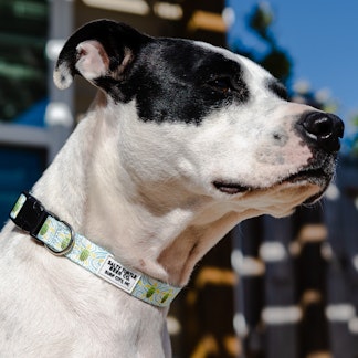 Dog Collar