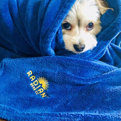 Dog wrapped in cozy navy blue blanket with Radiant Beer Co. logo
