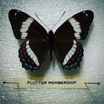 Pic of white admiral with pinned Flutter Membership name tag