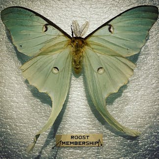 Picture of Luna moth with Roost pinned name tag