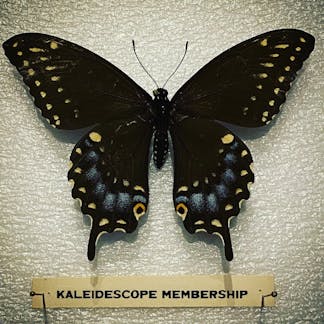 Photo of spicebush swallowtail with kaleidescope pinned name tag