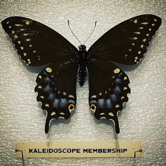 Spicebush Swallowtail membership picture