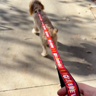 A dog on a T.F. logo leash. Font in white and the rest of the leash in red.