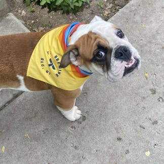 The cutest English Bulldog wearing a T.F. logo bandana in yellow with red, blue and orange lines closest to the head.