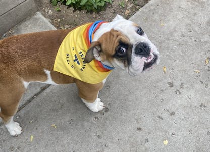 The cutest English Bulldog wearing a T.F. logo bandana in yellow with red, blue and orange lines closest to the head.