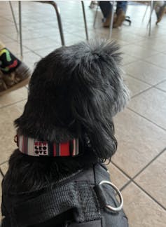 Dog leash on a black dog 