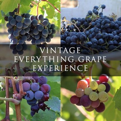 Vintage Grape Experience Casey