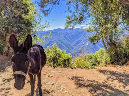 Donkey in a coffee growing region