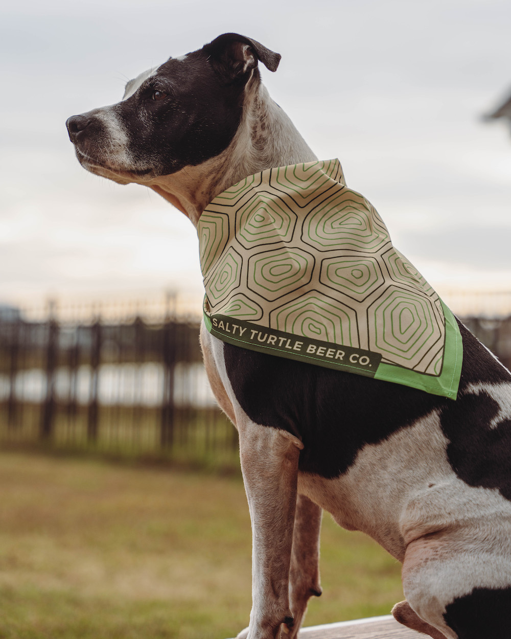 Dog Bandana