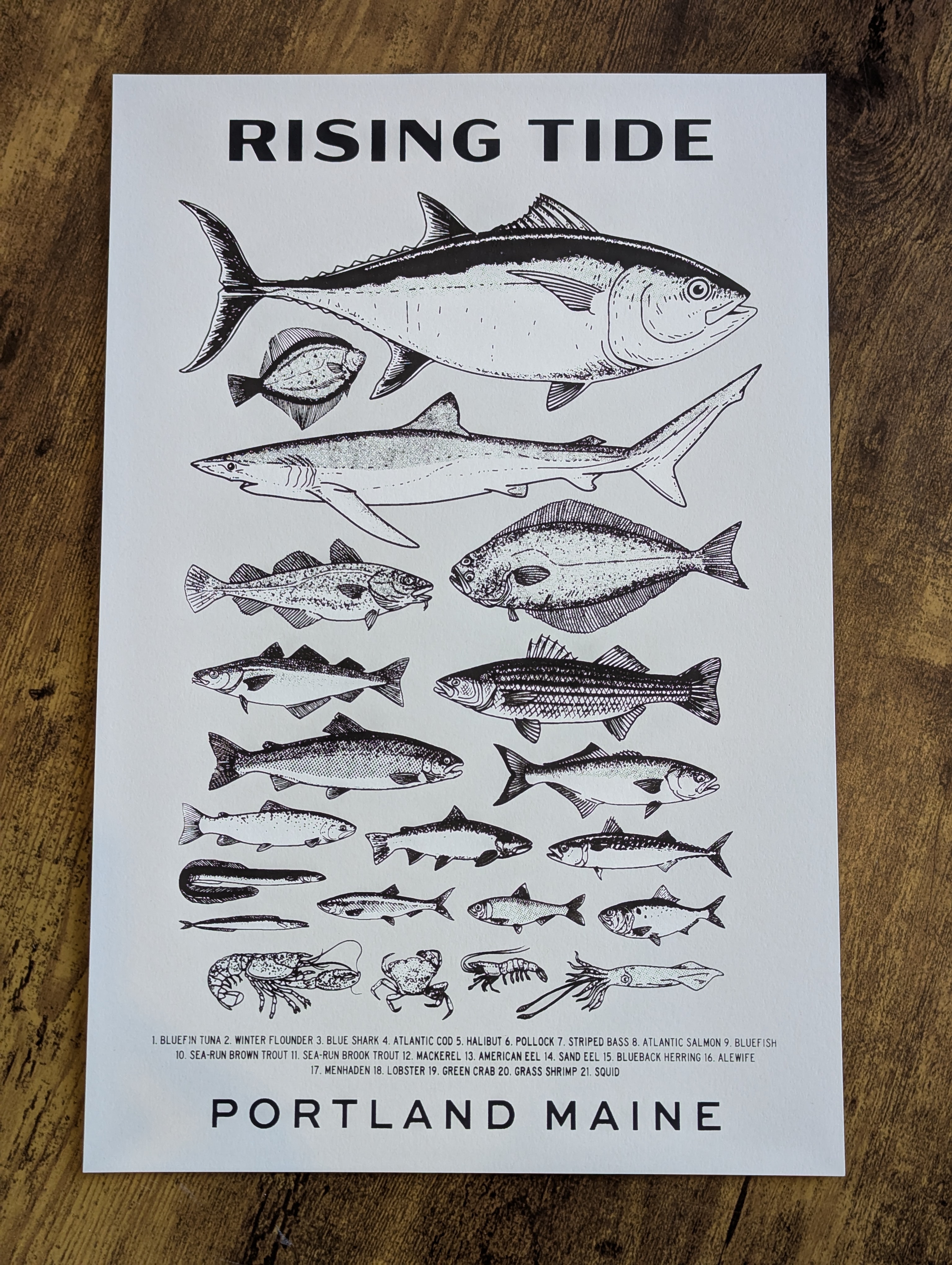 Maine Fish Poster