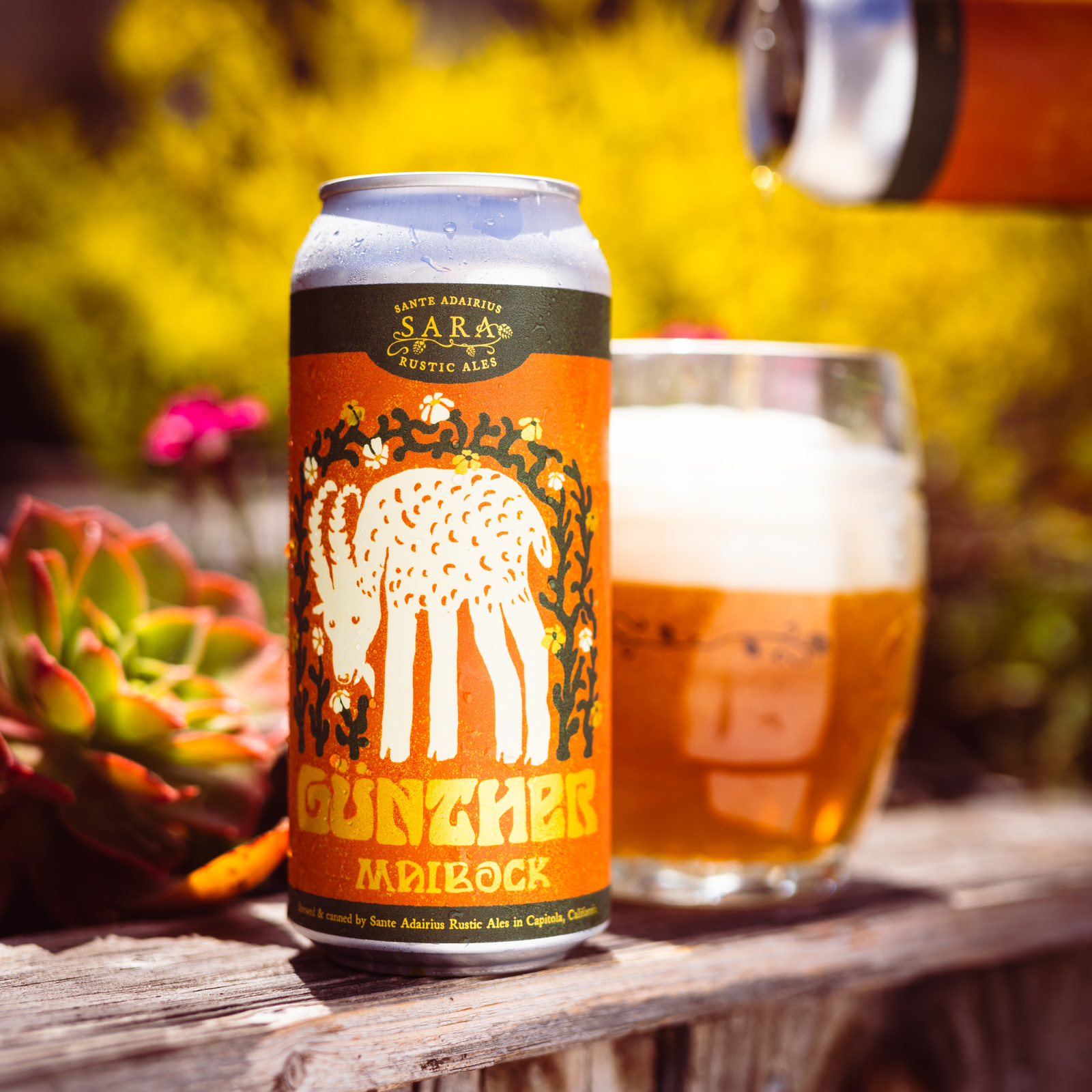 Günther 4-Pack Online