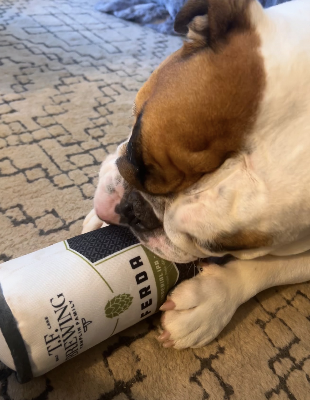 English bulldog playing with a sqeaky dog toy with Ferda label