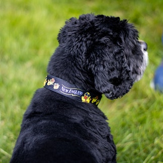 Dog wearing Fuzzy Baby Ducks Dog Collar