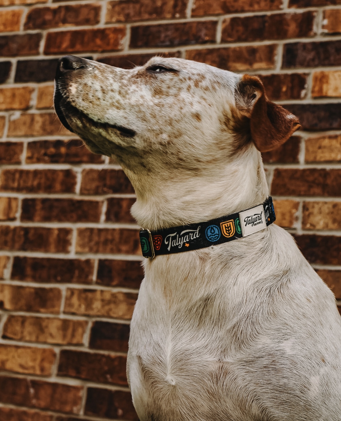 Talyard Dog Collar on a yellow lab