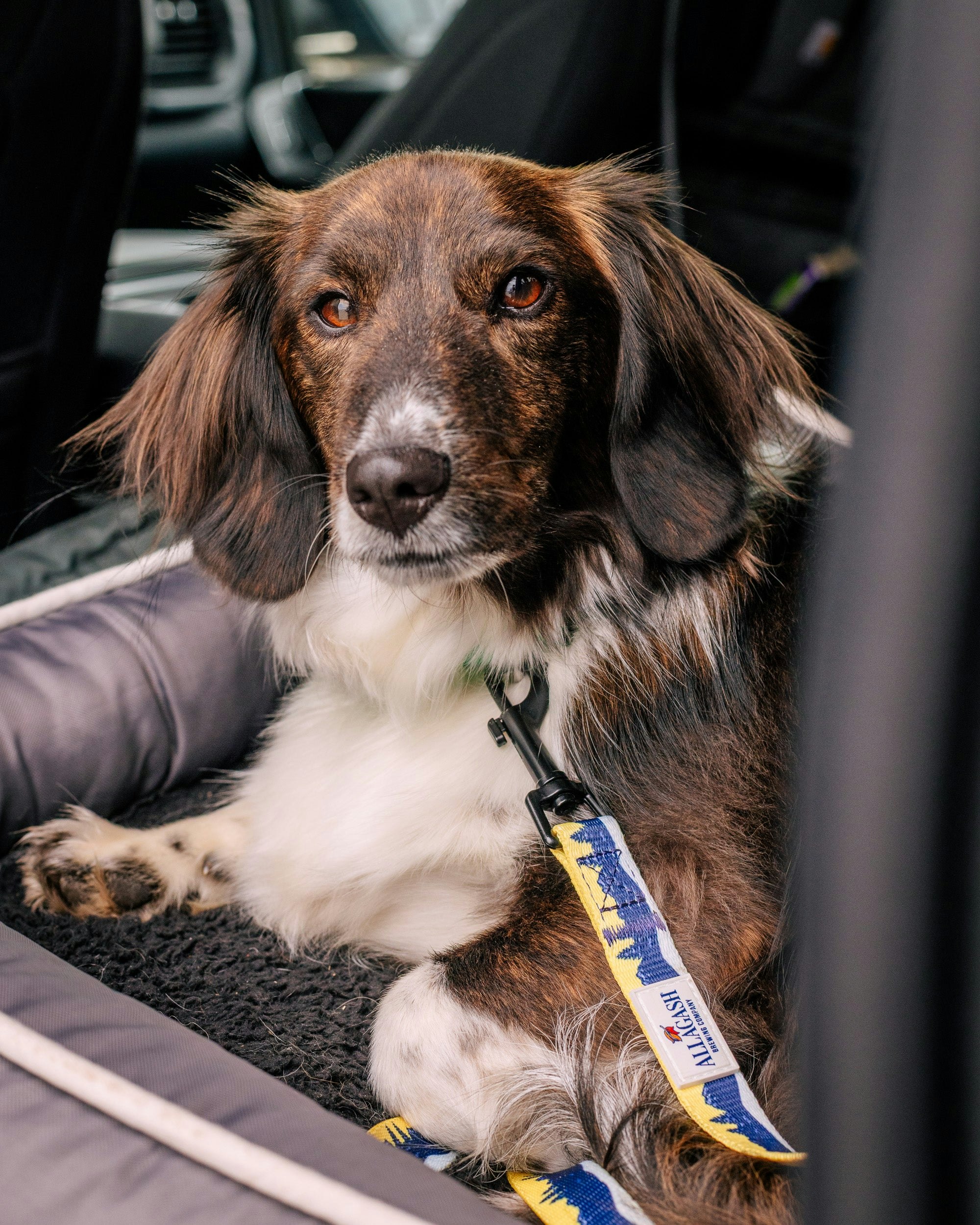 a dog wearing a yellow and blue leash
