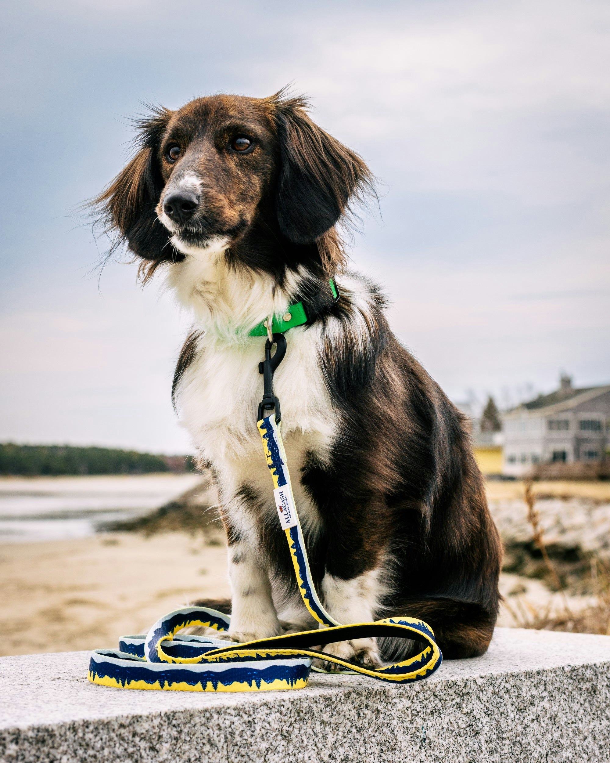A dog sitting by the beach wearing a yellow and blue dog leash
