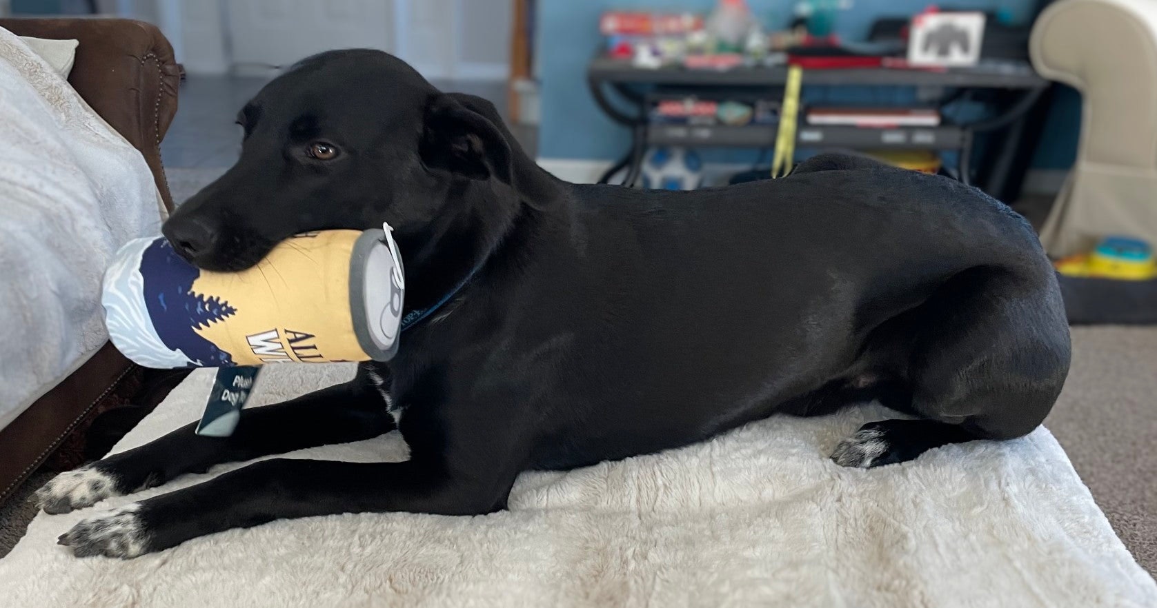 a black dog holding a beercan dog toy