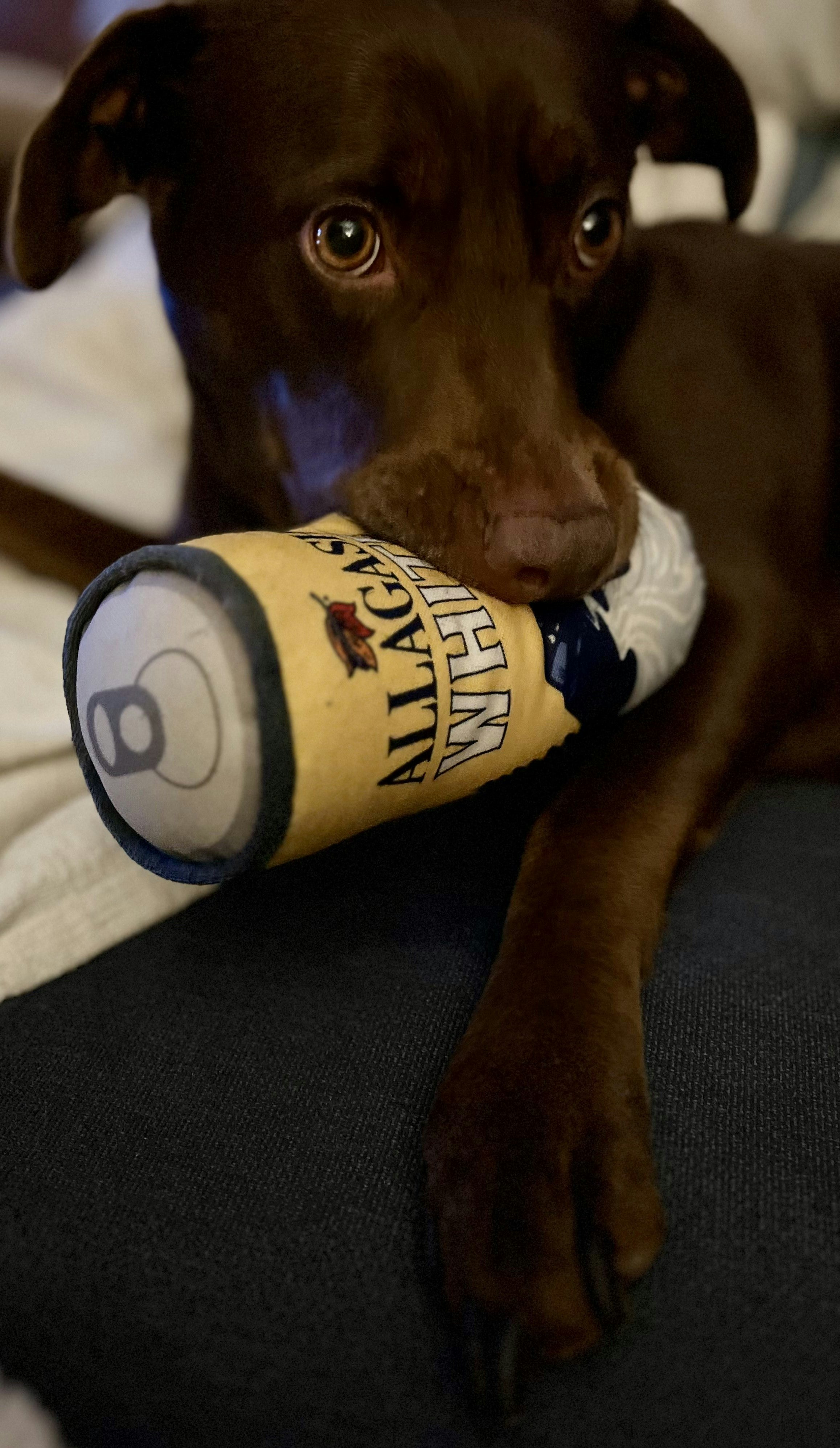 A black dog holding a white beer squeeky toy in its mouth