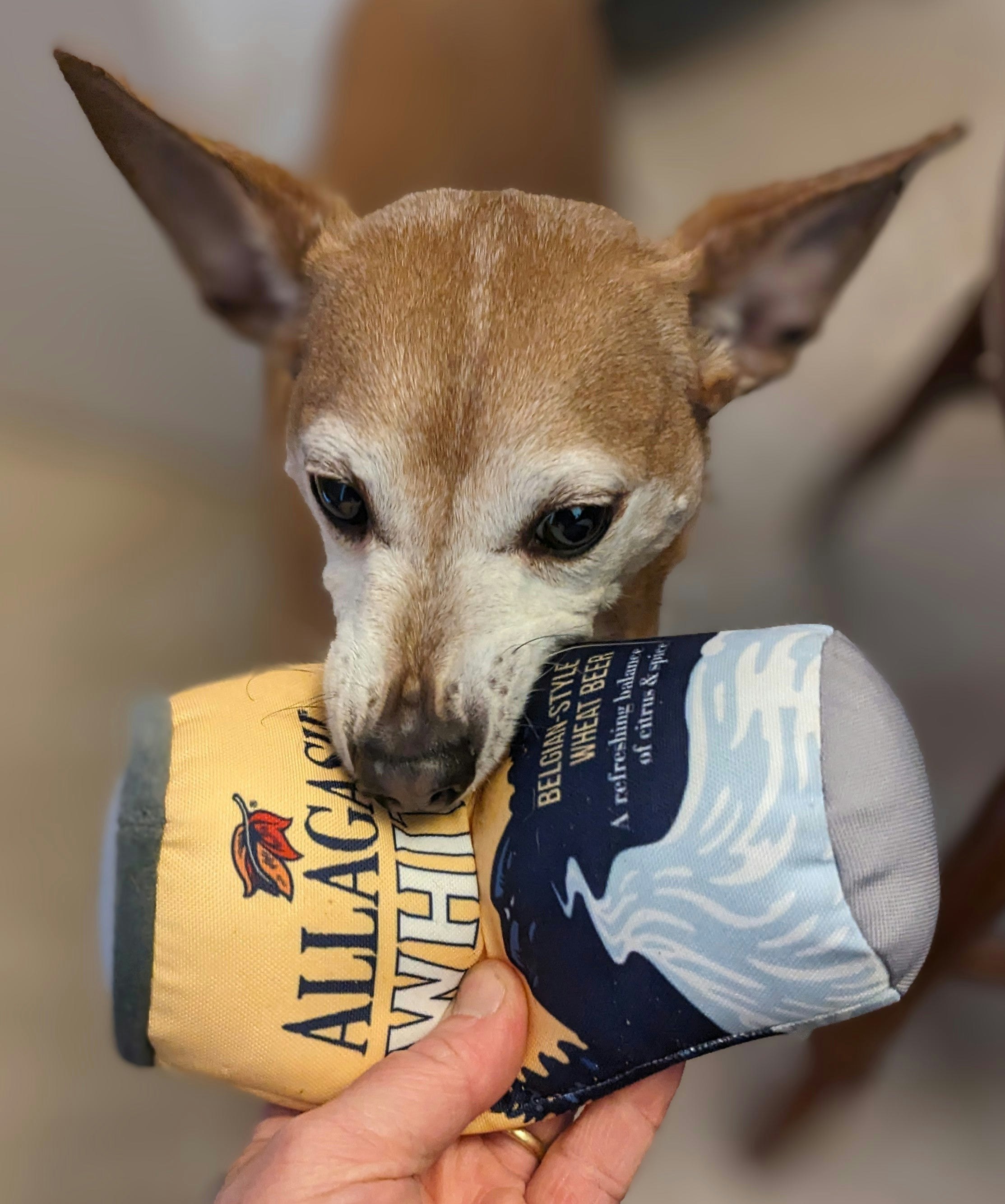 a dog playing tug of war with a beer can dog toy