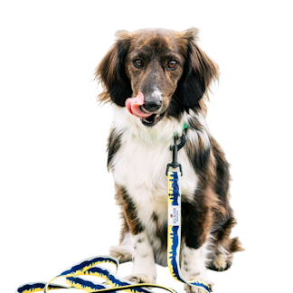 A dog sitting and wearing a yellow leash