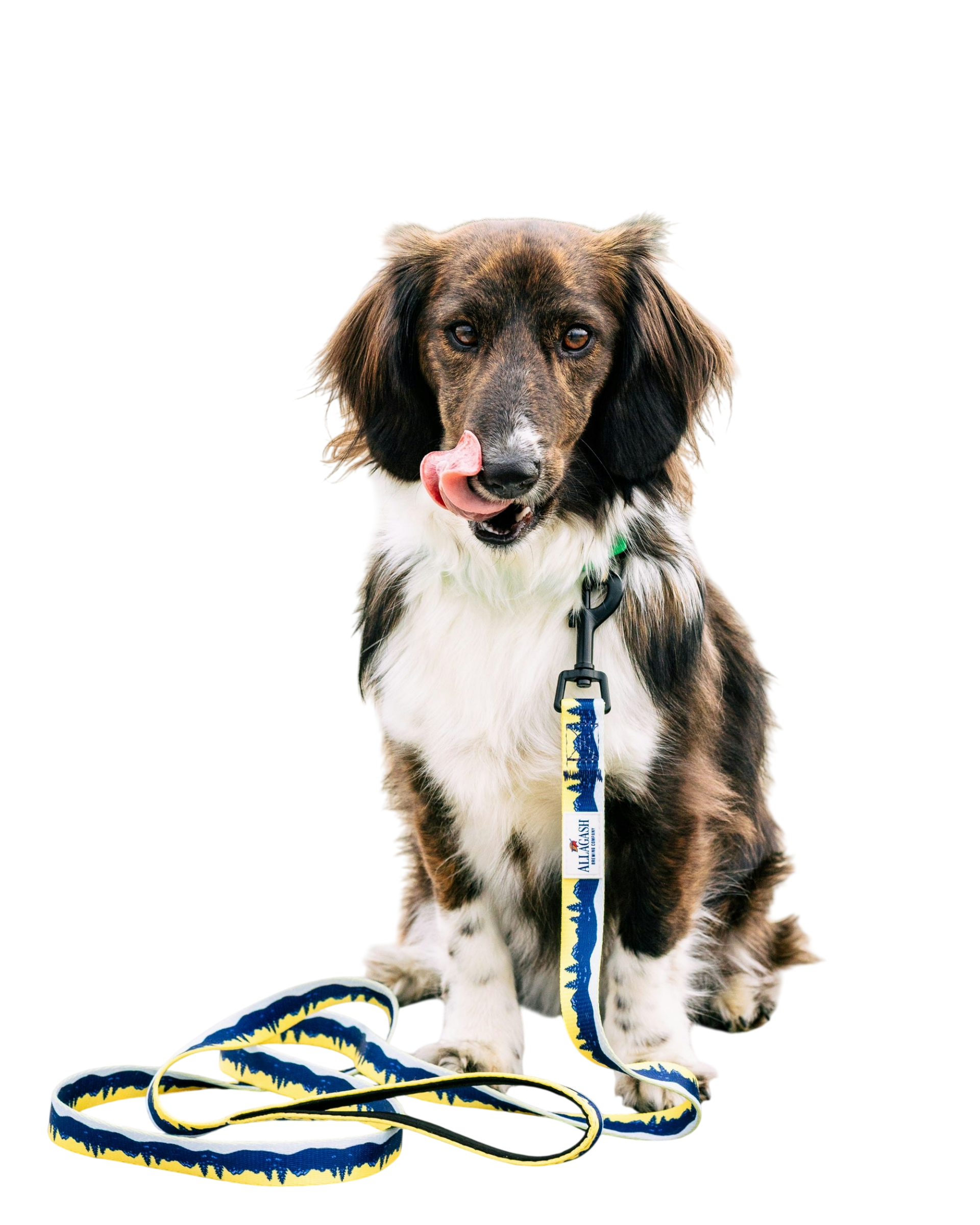 A dog sitting and wearing a yellow leash