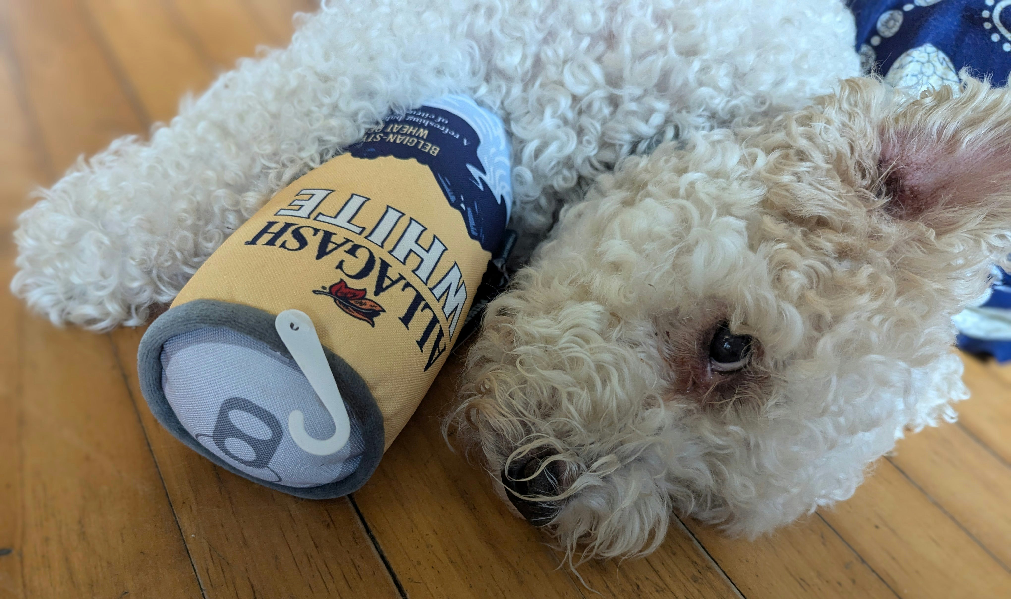 a dog holding an Allagash White beer can dog toy