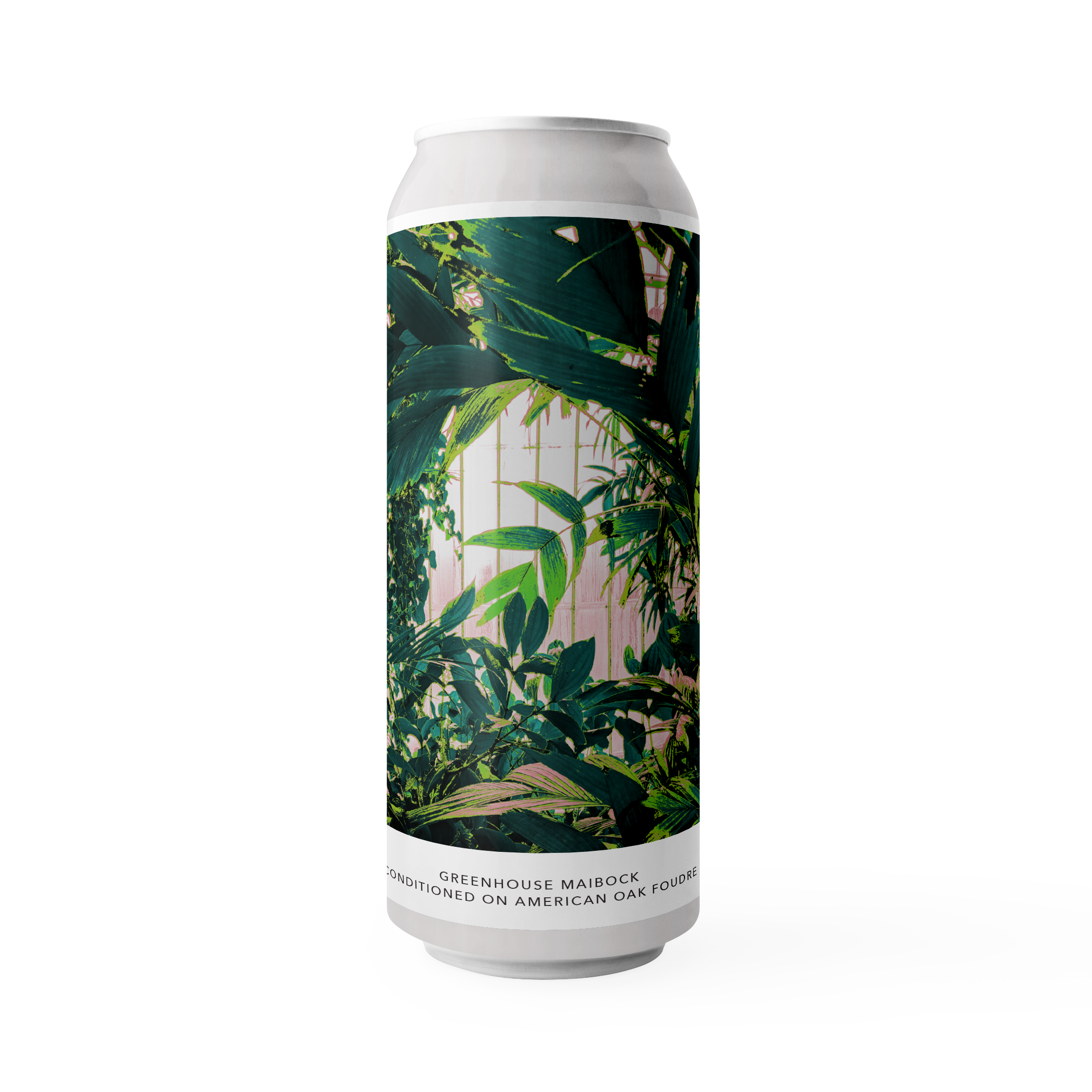 4PK | GREENHOUSE MAIBOCK CONDITIONED ON AMERICAN OAK FOUDRE