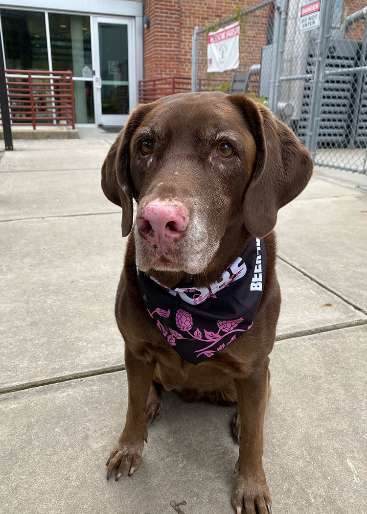 Support Local Boobs Bandana